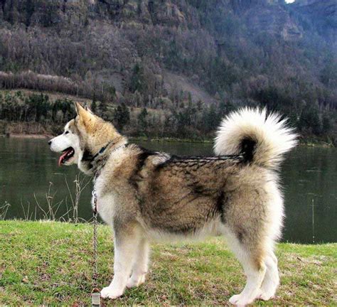 Dog Breeders In Stevenson Washington Cascade Malamutes