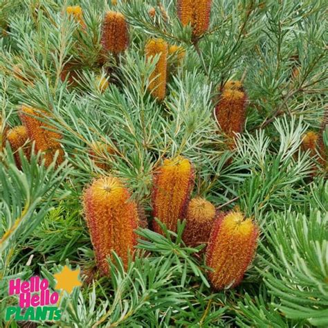 Banksia Honey Pots Pot Hello Hello Plants