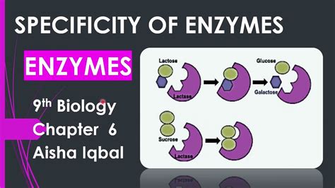 Specificity Of Enzymes Chapter6 Biology Class 9 What Are Protease