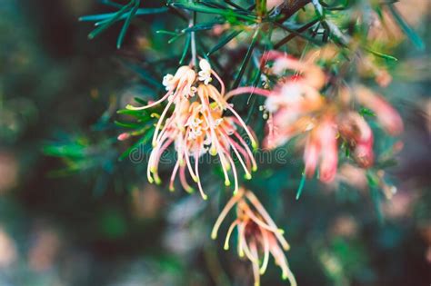 Planta Nativa Australiana Grevillea Semperflorens Ao Ar Livre Em Belos