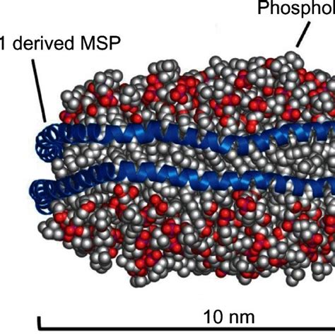 Molecular Dynamic Simulated Model Of Nanodisc Notes Nanodiscs