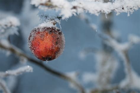 Kostenlose foto Apfel Baum Natur Ast blühen Schnee Winter