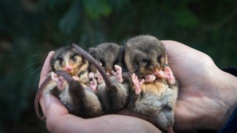 Mountain Pygmy Possum Life Cycle