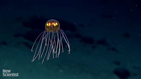 Jack O Lantern Jellyfish Seen Above Mariana Trench Youtube