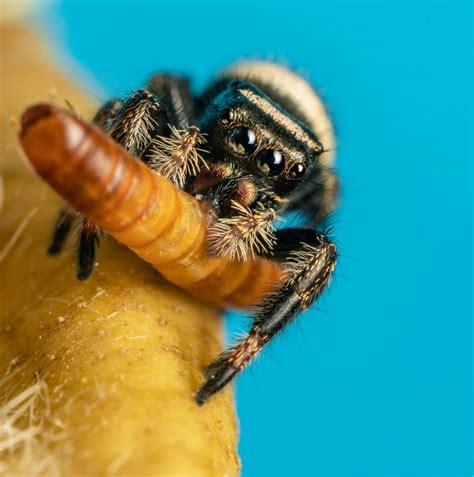 All About Keeping Jumping Spiders Avonturia