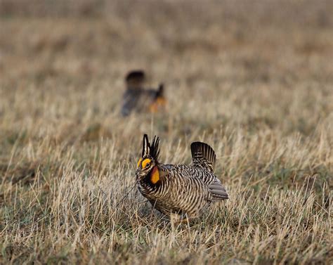 Dane County Conservation League Prairie Chicken Fund - Natural ...