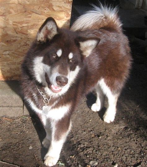 Willow Creek Alaskan Malamutes Alaskan Malamute Breeder Shelton