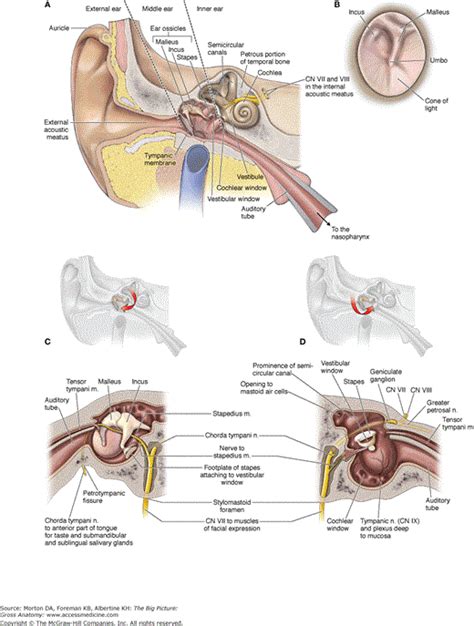 Tympanic Membrane Anatomy Chorda Tympani