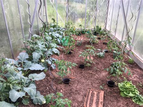 Tomaten gießen so gehts richtig gartario