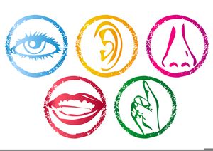 Clipart Of Five Senses Free Images At Clker Vector Clip Art