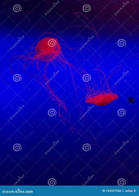 Purple Jellyfish Floating In Blue Water In Aquarium Stock Photo Image