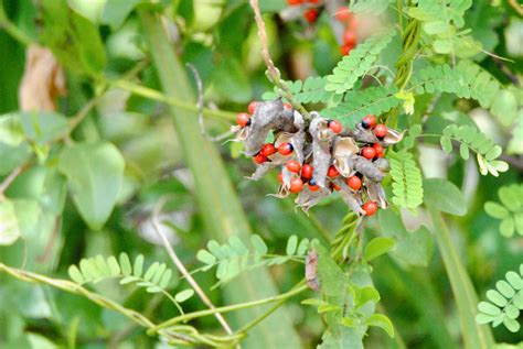 Rosary Pea