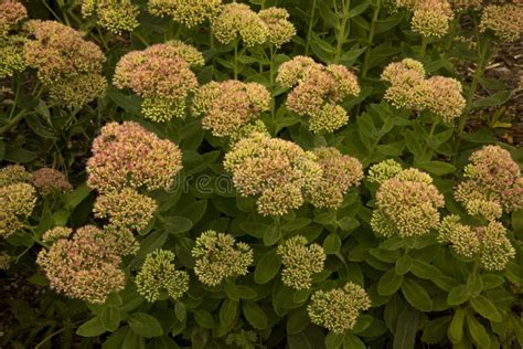 Showy Stonecrop Hylotelephium Spectabile Sedum Spectabile Stock Image