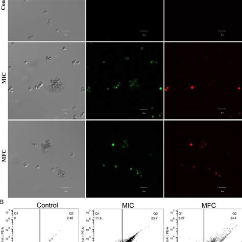 Intracellular ROS Generation In A Flavus Spores Treated With Hexanal