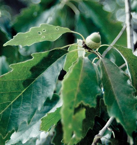 Chinkapin Oak Johnsons Nursery Kb