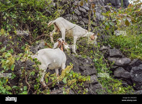 Alpine ibex summer coat hi-res stock photography and images - Alamy