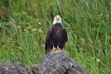 Bald Eagle Perched On A Rock Katmai Coast Alaska Expeditions Alaska