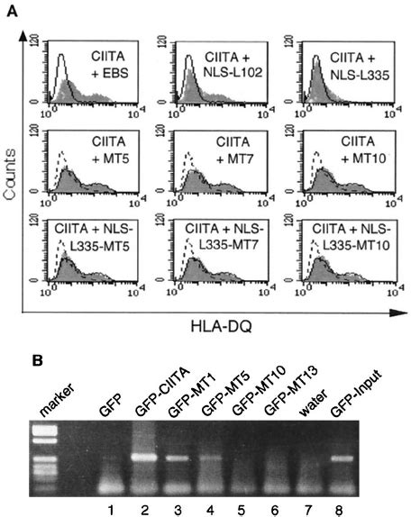 In Vivo Recruitment Of Ciita To The Mhc Ii Promoter A Ciita Lrr