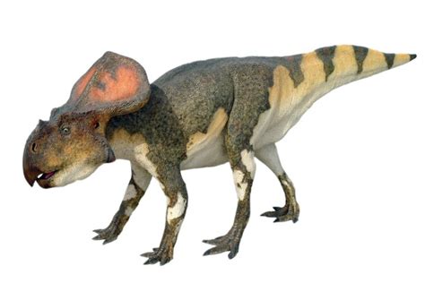 Protoceratops Size