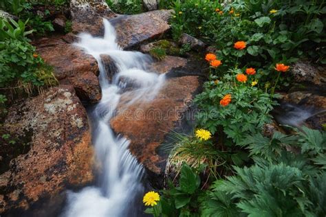 Fabulosos Arroyos De Monta A Exuberante Vegetaci N Y Flores Alrededor