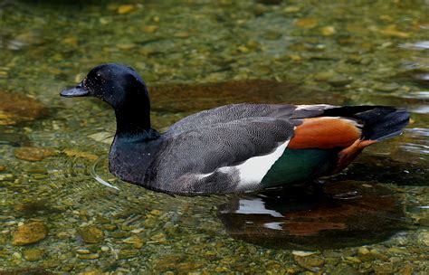 Free Fotobanka Voda Příroda Zvěř A Rostlinstvo Zobák Ráj Fauna