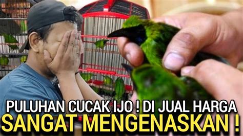 Obral Besar Cucak Ijo Big Rb Turun Harga Besar Besaran Di Kios