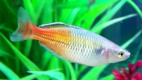 Boesemans Rainbowfish Care Guide Boesemani Rainbow Fish Gender