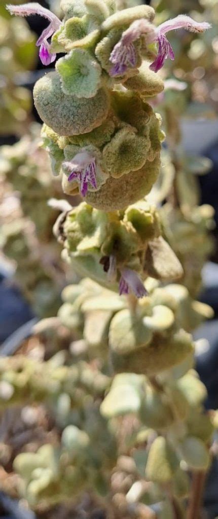 Ballota pseudodictamnus Les arômes du grès