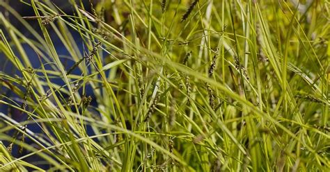 Carex Sylvatica Wald Segge Gartenbaumschule Becker