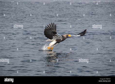 Asia Japan Hokkaido Rausu Shiretoko Peninsula Steller S Sea Eagles