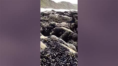 Mussels At Half Moon Bay Youtube