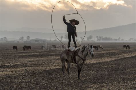 Um Rebanho Mexicano Novo De Rounds Up A Do Vaqueiro De Charro Dos