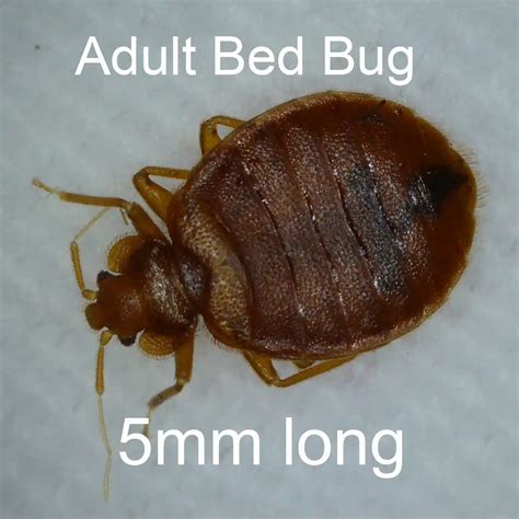 The 7 Stages Of The Bed Bug Life Cycle You Need To Know