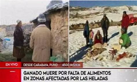 Puno Ganado Muere Por Falta De Alimentos En Zonas Afectadas Por Heladas