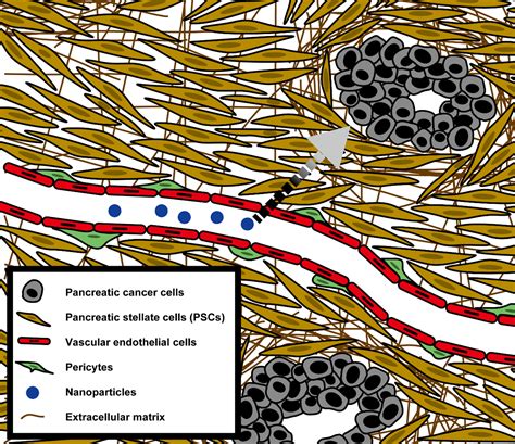 Stromal Barriers To Nanomedicine Penetration In The Pancreatic Tumor