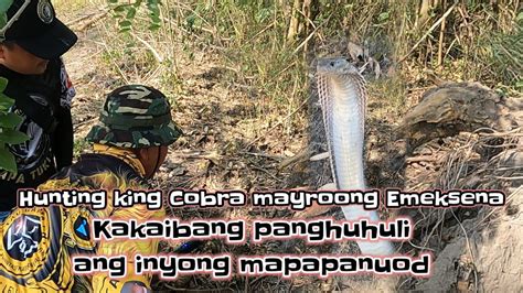 Hunting King Cobra Mayroong Emeksena Kakaibang Panghuhuli Ang Inyong