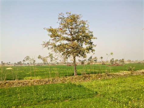 Sumbal Tree Beautiful Heart Touching Natural Beauty Village Life