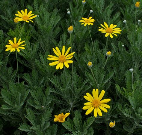 Euryops A Perennial Shrub Perfect For Low Maintenance Gardens Sc Garden Guru