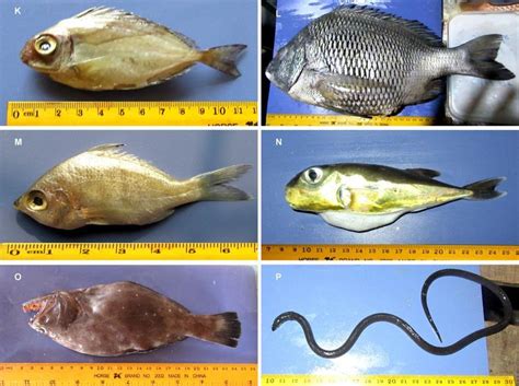 Seventeen newly recorded fish species from the coral ecosystem of St.... | Download Scientific ...