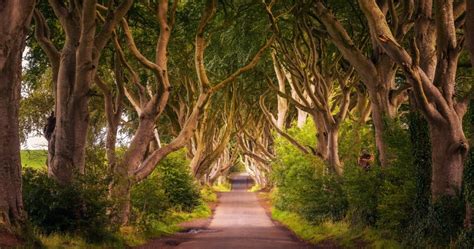 Visit The Dark Hedges One Of The Most Enchanting Places In Northern