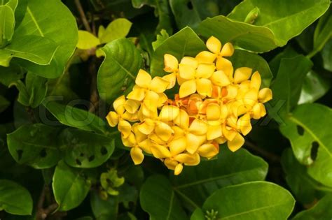 Yellow Ixora Flower In A Garden Stock Image Colourbox