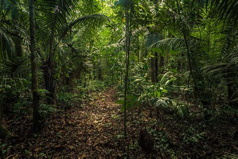 Fascinating Facts About The Amazon Rainforest Rainforest Cruises