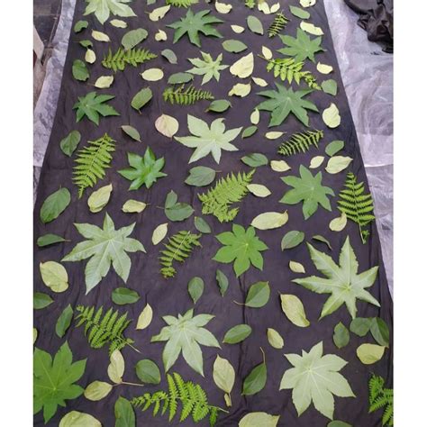 Jual Paket Daun Ecoprint Segar Super Murah Lembar Shopee Indonesia