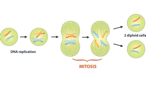 Cell Division Lesson 0426 Tqa Explorer