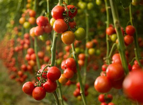 Sanifruit Lanza Sanitomato Una Soluci N Postcosecha Para Alargar La