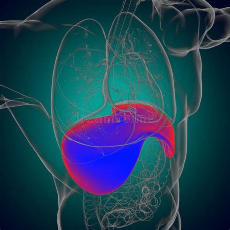 Diaphragm Human Respiratory System Anatomy for Medical Concept 3D Rendering Stock Illustration ...