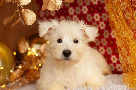 West Highland Terrier Maltese Mix