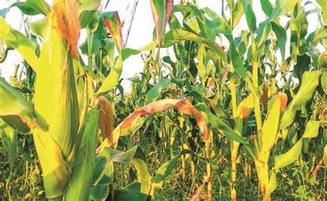 Myanmar Exports Over M Tonnes Of Maize In Fy Myanmar