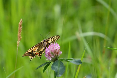 Mariposa Lepidoptera Insecto Foto Gratis En Pixabay Pixabay