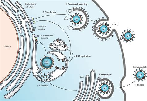 Resistance To Hepatitis C Virus Potential Genetic And Immunological